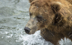 Bears, walrus, glaciers, motorhome, boats, planes and fishing in Alaska, USA
